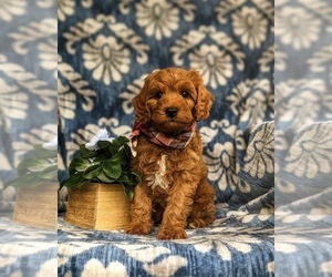 Cavapoo Puppy for sale in STEVENS, PA, USA