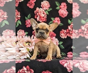 French Bulldog Puppy for sale in QUARRYVILLE, PA, USA