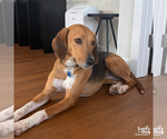 Small #6 Treeing Walker Coonhound Mix