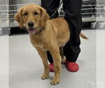 Small #3 Golden Retriever Mix