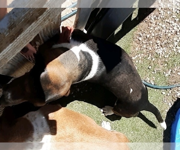 Medium Photo #1 Basset Hound Puppy For Sale in PARKER, AZ, USA