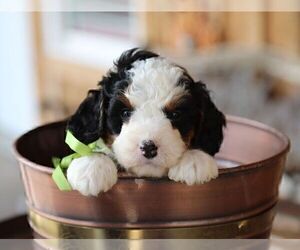 Bernedoodle (Miniature) Puppy for sale in BILLERICA, MA, USA