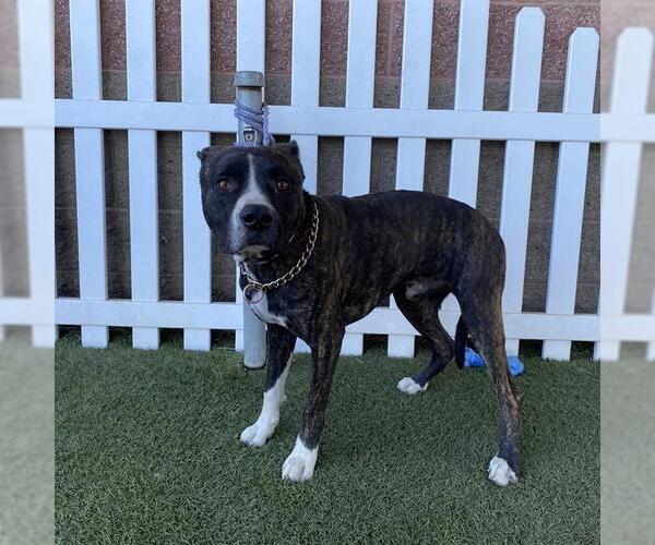 Medium Photo #1 Bullboxer Pit Puppy For Sale in Modesto, CA, USA