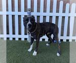 Small Bullboxer Pit