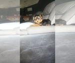 Small Photo #3 Yorkshire Terrier Puppy For Sale in BENSON, NC, USA