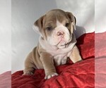 Puppy 1 Bulldog