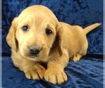 Puppy 1 Labradoodle