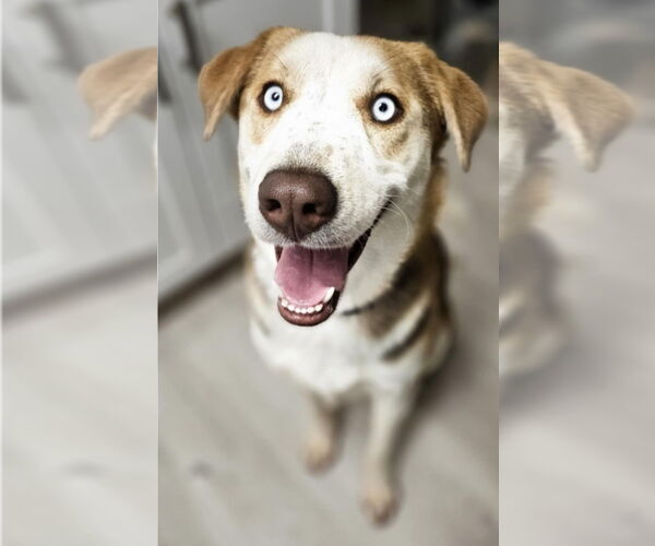 Medium Photo #1 Alaskan Malamute-Unknown Mix Puppy For Sale in Lakewood, CO, USA