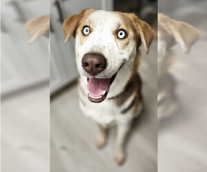 Alaskan Malamute-Unknown Mix Dogs for adoption in Lakewood, CO, USA