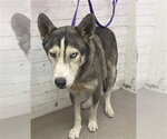 TOBIAS - Male Siberian Husky Dog for Adoption - Small photo