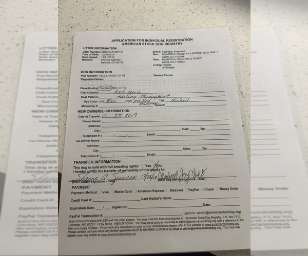 Medium Photo #1 Australian Shepherd Puppy For Sale in MONROE, LA, USA