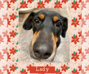 Lady - Female Australian Kelpie-Coonhound Mix Dog for Adoption - Photo #4
