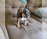 Small Photo #3 French Bulldog Puppy For Sale in POMPANO BEACH, FL, USA