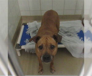 American Pit Bull Terrier Dogs for adoption in Derwood, MD, USA