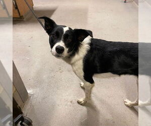 Border Collie Dogs for adoption in Modesto, CA, USA