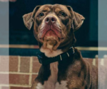 Small #1 American Staffordshire Terrier Mix