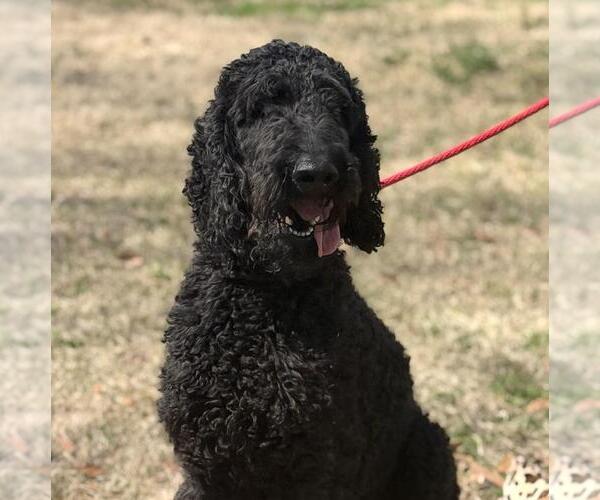 Medium Photo #1 Poodle (Standard)-Unknown Mix Puppy For Sale in Yardley, PA, USA