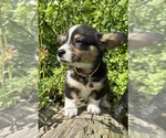 Small #6 Pembroke Welsh Corgi