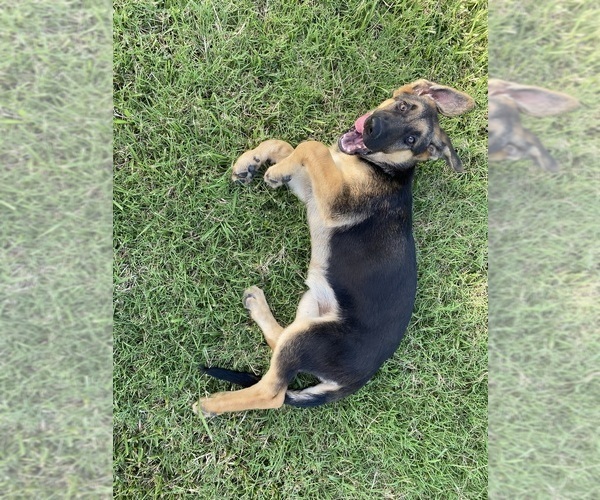 Medium Photo #3 German Shepherd Dog Puppy For Sale in WOLFE CITY, TX, USA