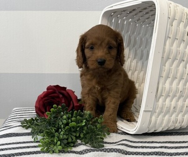 Medium Photo #4 Cavapoo Puppy For Sale in STANLEY, WI, USA