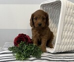 Small #3 Cavapoo
