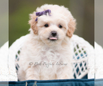 Puppy Sugar Maltipoo (Miniature)
