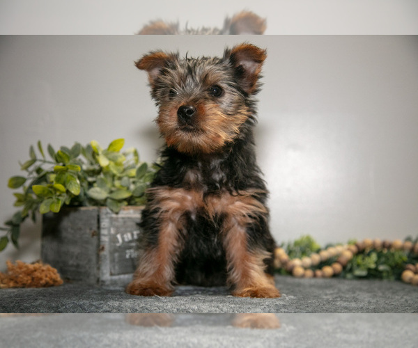 Medium Photo #13 Yorkshire Terrier Puppy For Sale in MONROE, IN, USA