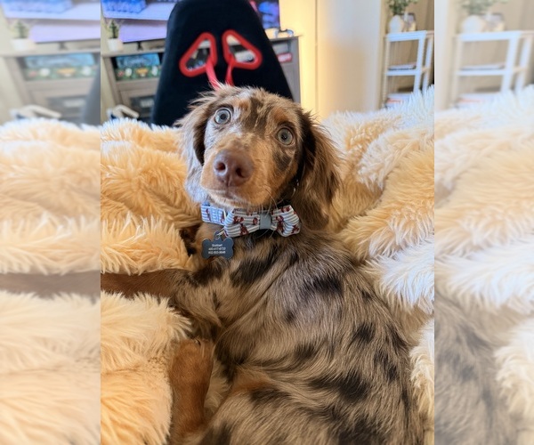 Medium Photo #1 Dachshund Puppy For Sale in CHANDLER, AZ, USA