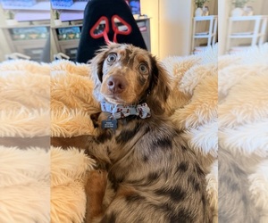 Dachshund Puppy for sale in CHANDLER, AZ, USA