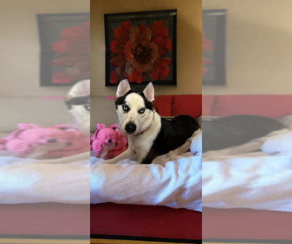 Medium Photo #1 Siberian Husky Puppy For Sale in Macon, MO, USA