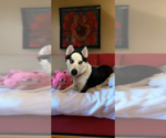Small Siberian Husky