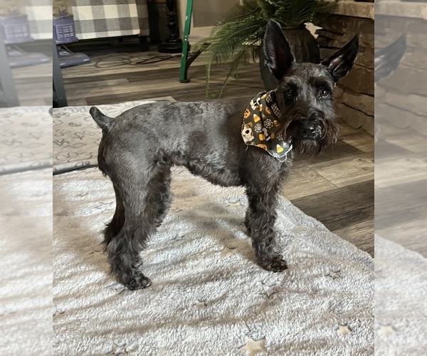 Medium Photo #1 Schnauzer (Miniature) Puppy For Sale in SOMERVILLE, AL, USA