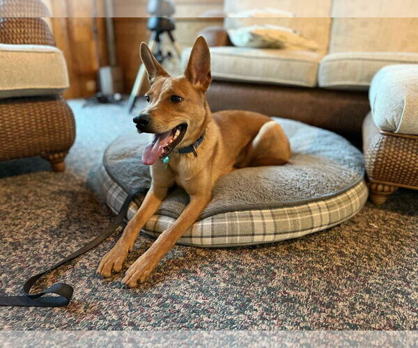 Medium Photo #7 Mutt Puppy For Sale in Greenville, SC, USA