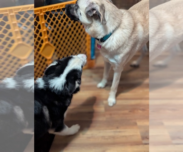 Medium Photo #16 Siberian Husky Puppy For Sale in Holly Springs, NC, USA