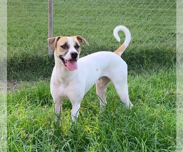 Medium Photo #35 Mutt Puppy For Sale in Spring, TX, USA