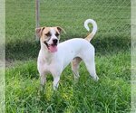 Small #34 Mutt