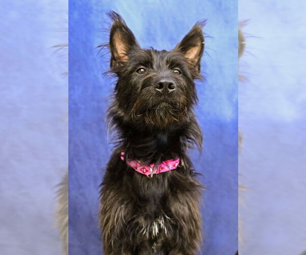 Medium Photo #4 German Shepherd Dog-Unknown Mix Puppy For Sale in Gloversville, NY, USA
