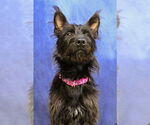 Small #3 German Shepherd Dog Mix