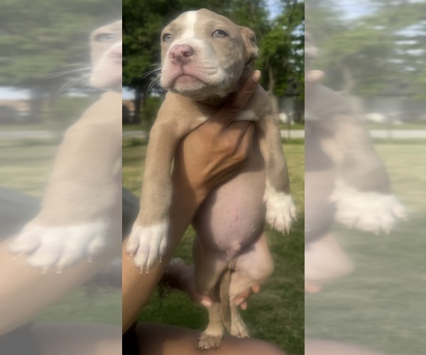 Medium Photo #50 American Bully Puppy For Sale in LAKE STATION, IN, USA