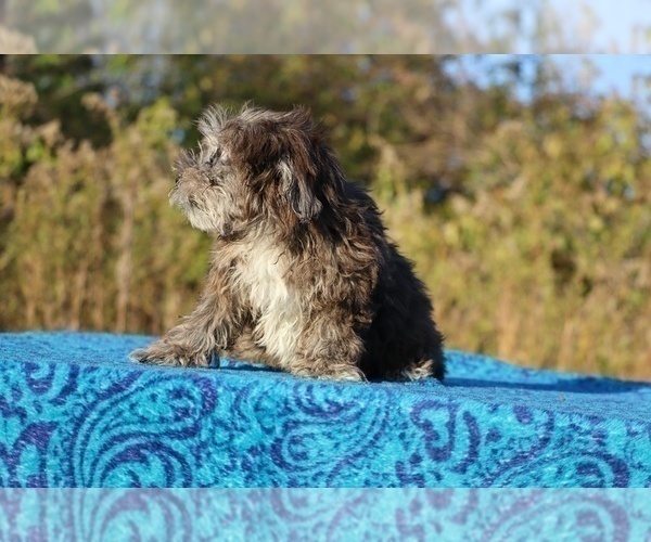 Medium Photo #14 ShihPoo Puppy For Sale in DYERSBURG, TN, USA