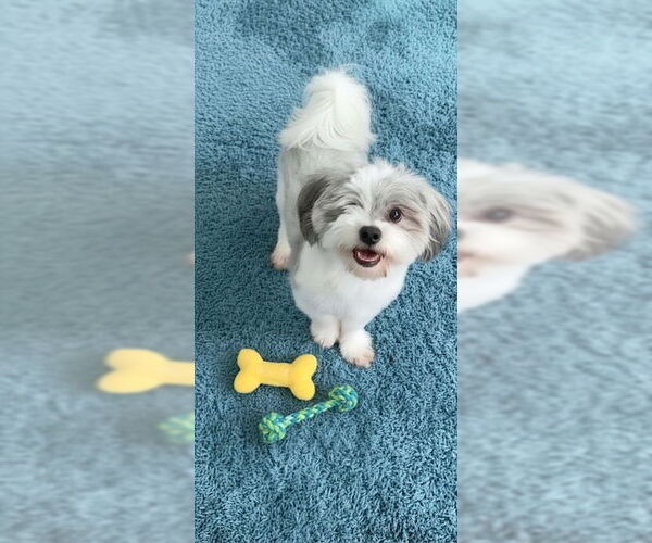 Medium Photo #7 Shih Tzu Puppy For Sale in Weston, FL, USA