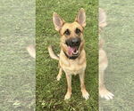Small #3 German Shepherd Dog