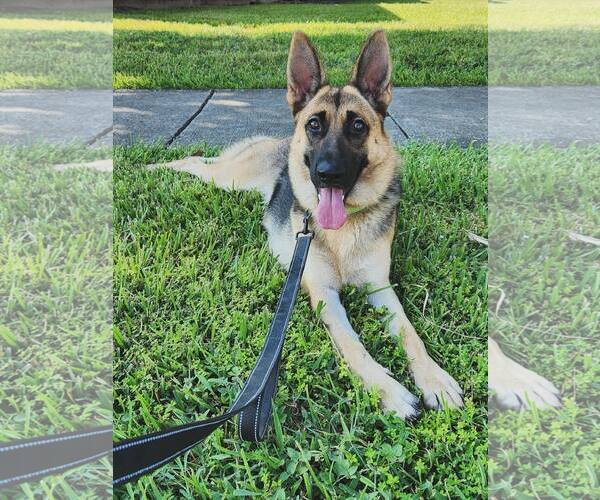 Medium Photo #2 German Shepherd Dog Puppy For Sale in Houston, TX, USA