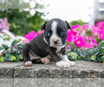 Small Photo #10 Boston Terrier Puppy For Sale in MOORELAND, IN, USA