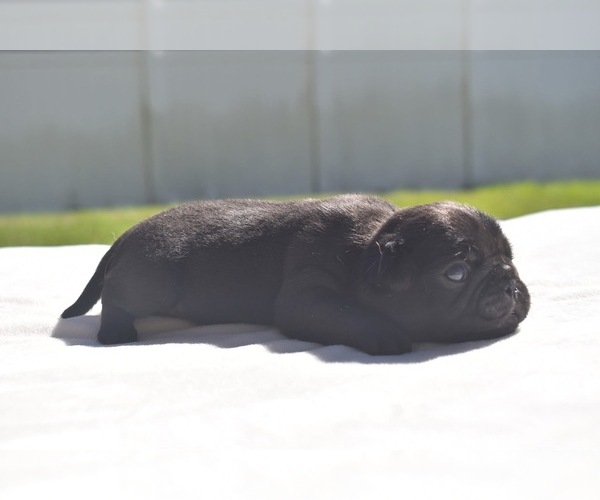 Medium Photo #4 Pug Puppy For Sale in PALM COAST, FL, USA