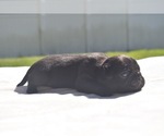 Pumpkin - Female Pug Puppy for Sale - Photo #4