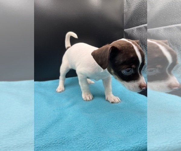 Medium Photo #4 Jack Chi Puppy For Sale in SAINT AUGUSTINE, FL, USA