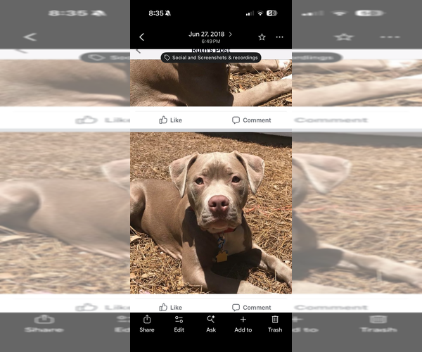 Medium Photo #8 American Bulldog Puppy For Sale in MACON, GA, USA