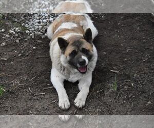 Mother of the Akita puppies born on 11/02/2021