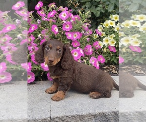 Dachshund Puppy for sale in CANOGA, NY, USA